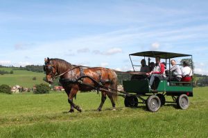 Calèche dans le Jura